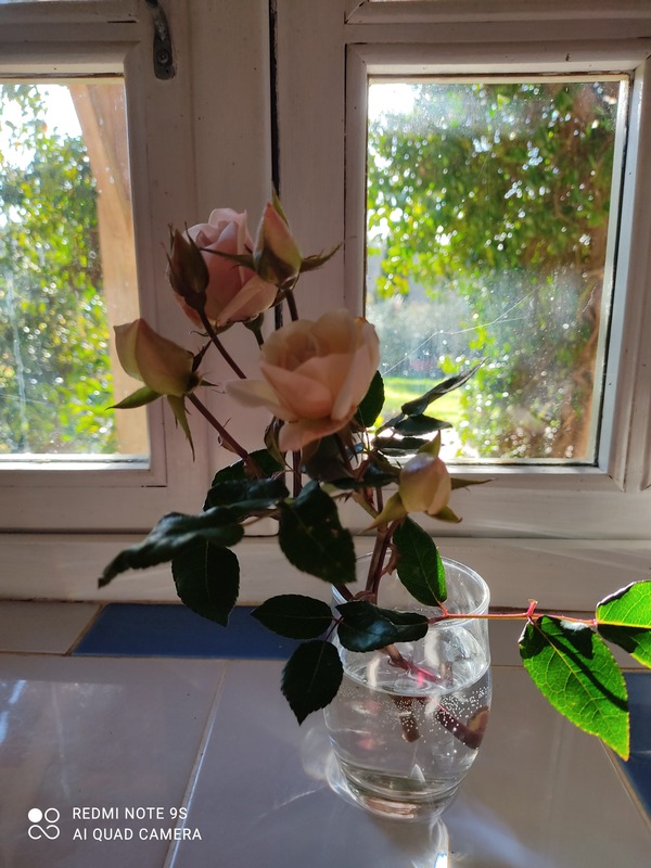 'La Gascogne' rose photo