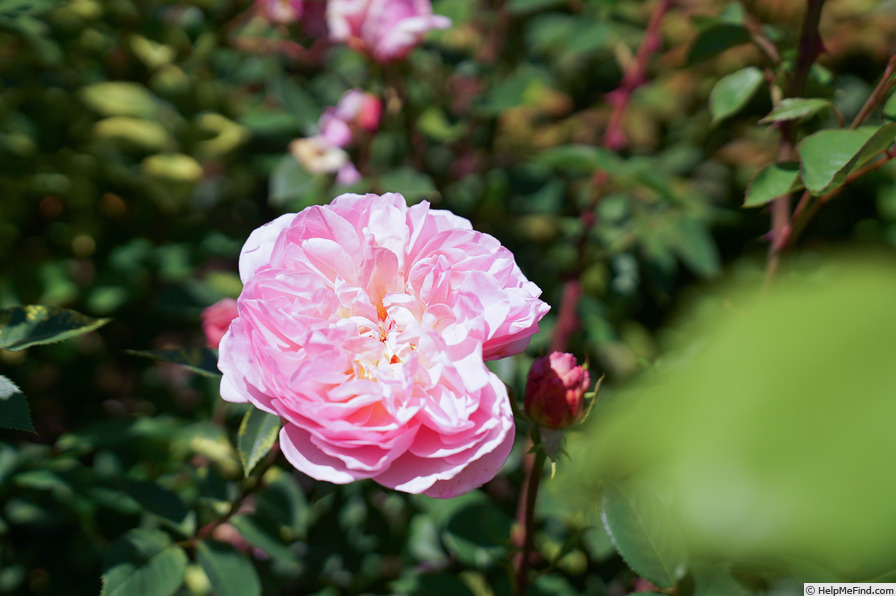 'Sonia Rykiel ®' rose photo