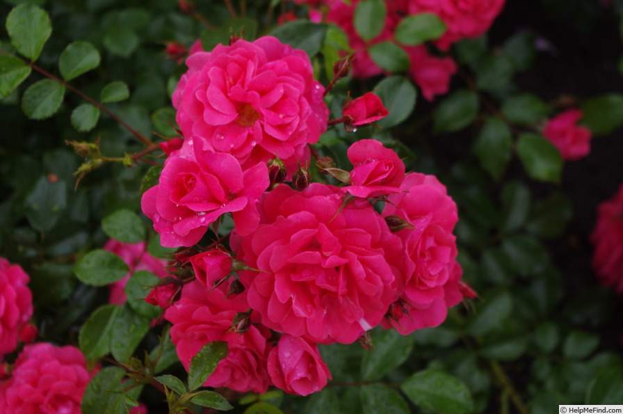'Wiltshire' rose photo
