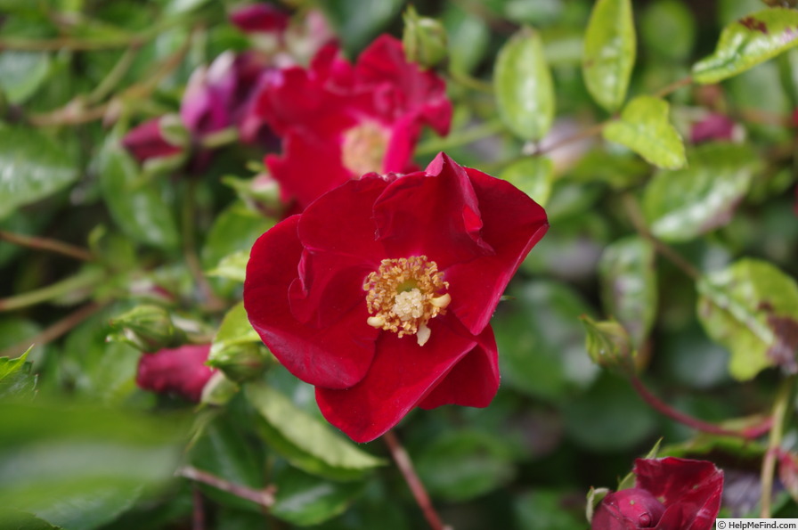 'Flower Carpet Red Velvet' rose photo