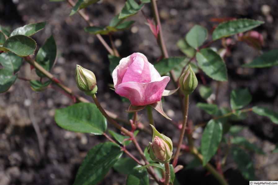 'Duke of York' rose photo