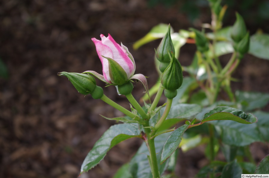 'Pearl Drift' rose photo