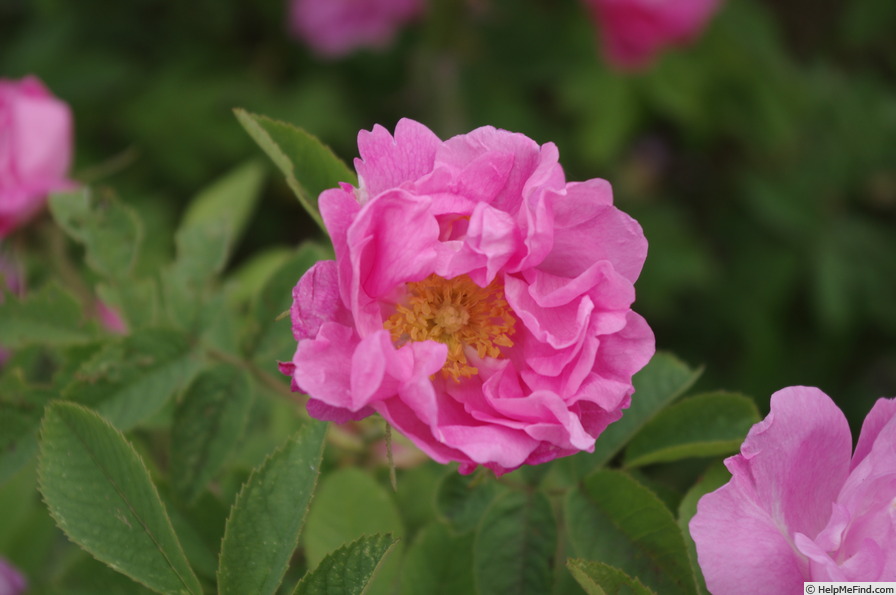'R. pomifera (double form)' rose photo