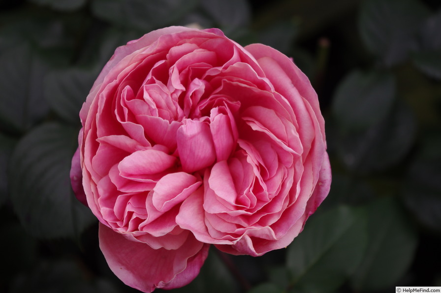 'Archiduc Joseph' rose photo