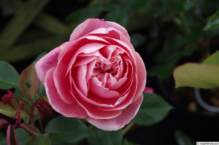 'Archiduc Joseph' rose, click to enlarge 'Archiduc Joseph' rose photo