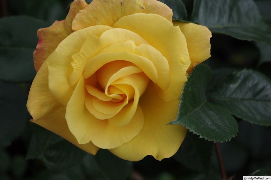 'Ambassador Nogami' rose photo