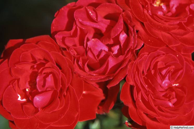'Centurio ®' rose photo