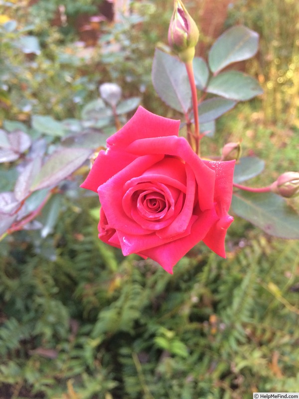 'Gentlemen's Agreement' rose photo