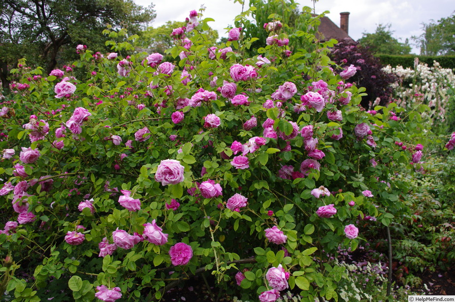 'Coupe de Hebe (damask, syn. 'Comte de Rome')' rose photo