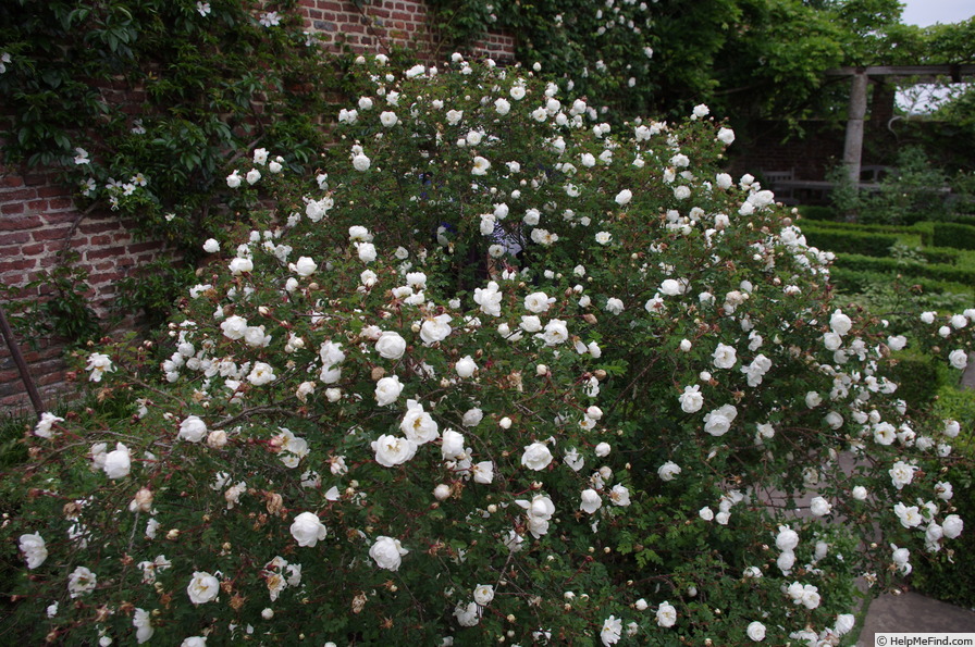 '<i>Rosa</i> X <i>pimpinellifolia</i> 'Double White'' rose photo