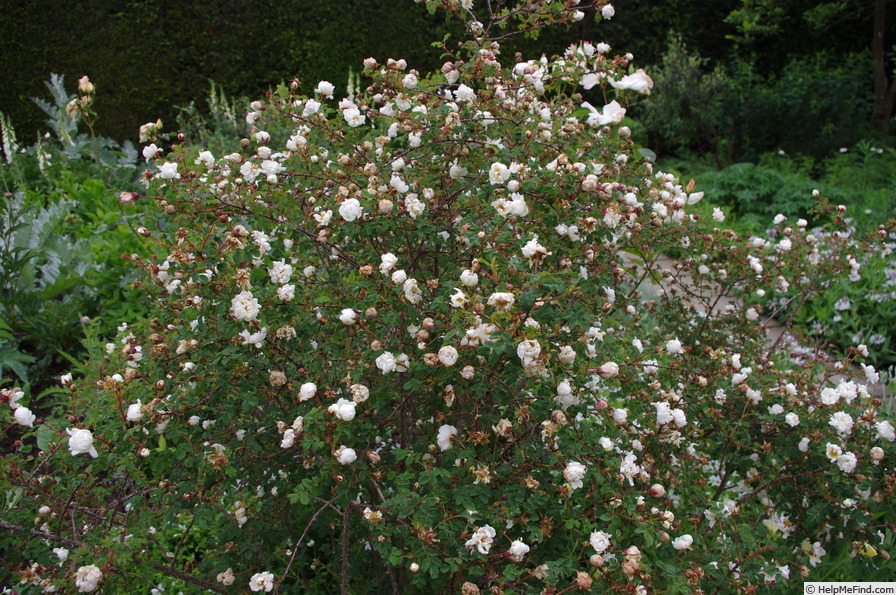 '<i>Rosa spinosissima</i> 'Double White'' rose photo