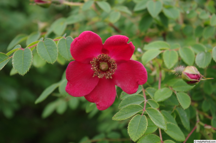 '<i>Rosa moyesii</i> 'Geranium'' rose photo