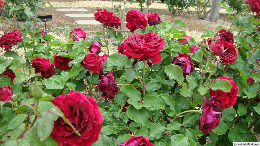 'Epoca Mondadori' rose photo