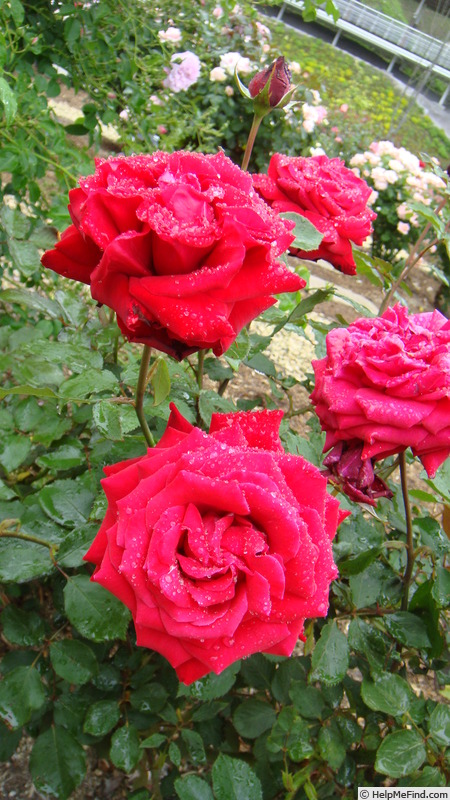 'Corsaire' rose photo