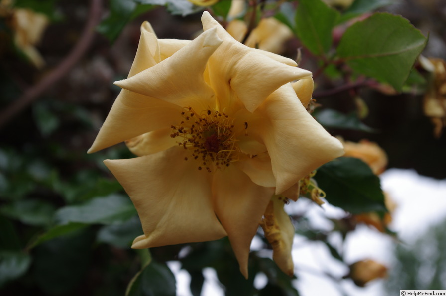 'Emily Gray' rose photo