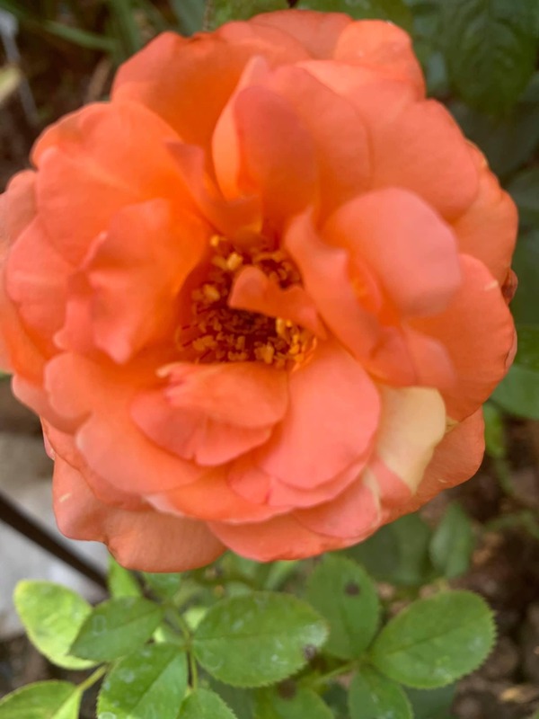 'Peach Swirl ™' rose photo