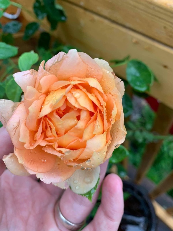'Derek's Rose and Hydrangea Emporium'  photo