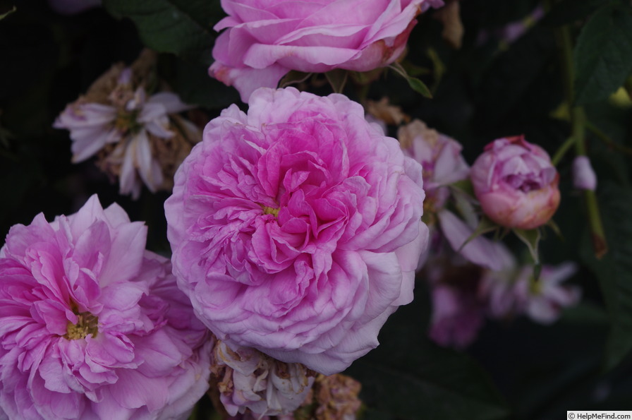 'Belle sans flatterie' rose photo