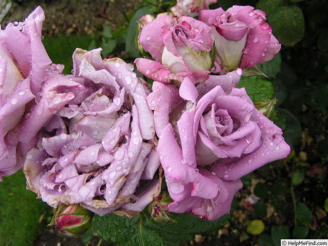 'Twilight (hybrid tea, Boerner, 1955)' rose photo