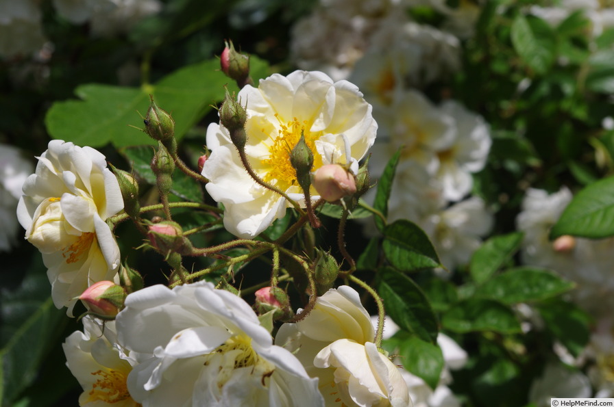 'Lykkefund (Rambler, Olsen, 1930)' rose photo