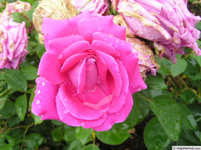 'Shandon' rose photo