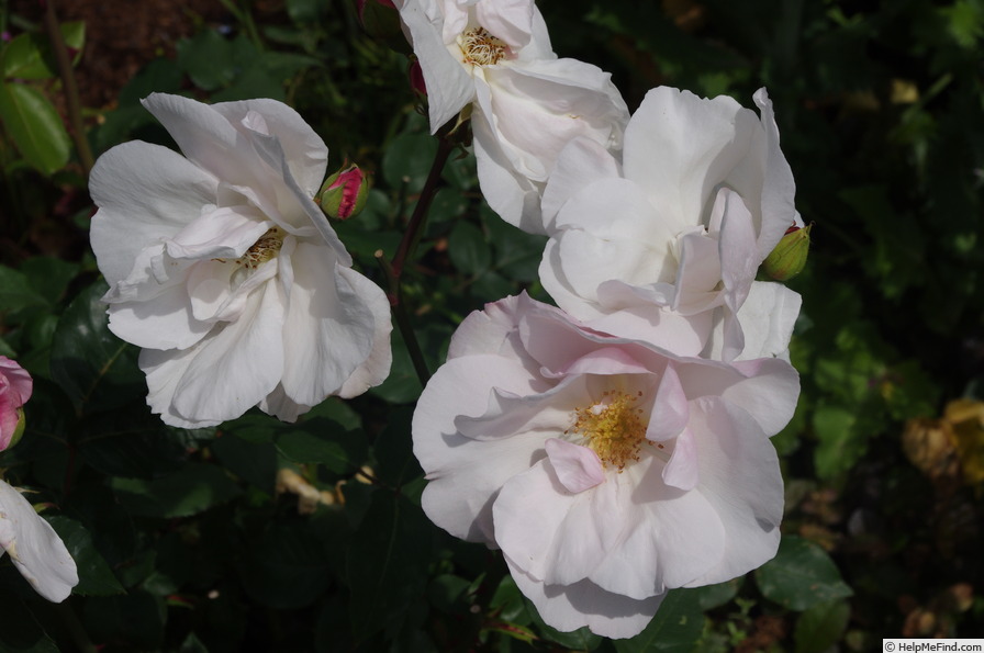 'Souvenir de St. Anne's' rose photo