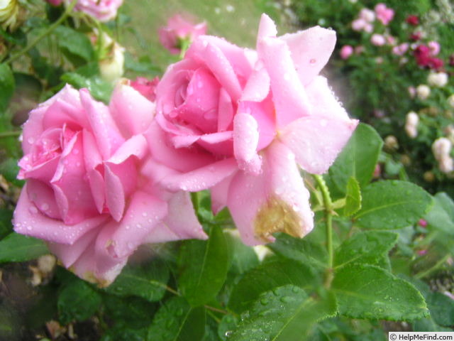 'Pink Champagne (hybrid tea, Jelly 1956)' rose photo