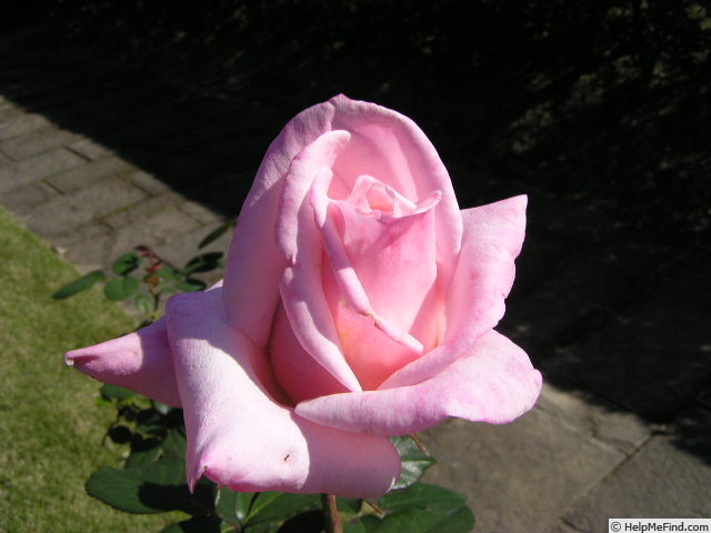 'Princess Nobuko' rose photo