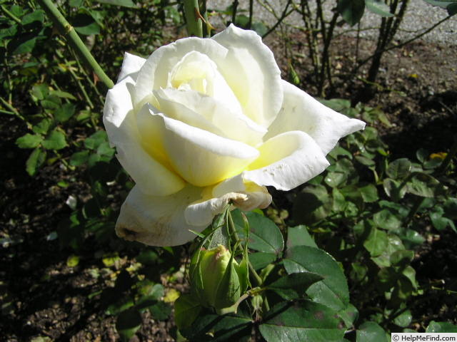 'Berlengas' rose photo