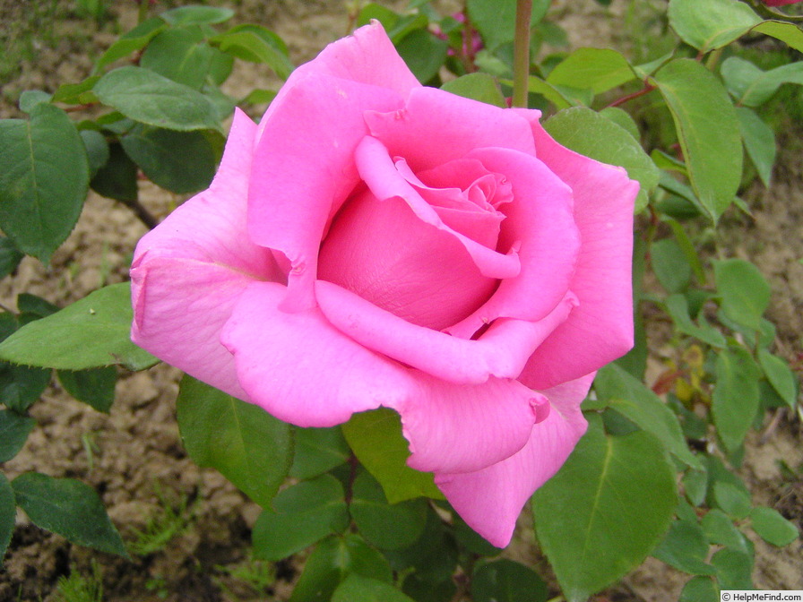 'Pink Spiral' rose photo