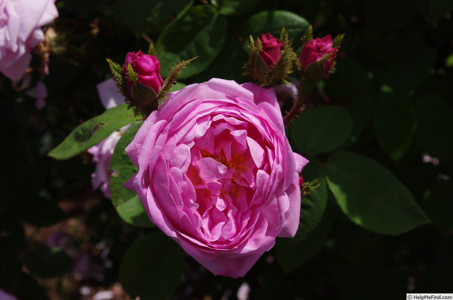 'Jeanne de Montfort' rose photo