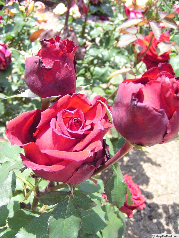 'Roxy (florists rose, Kordes, 1999)' rose photo