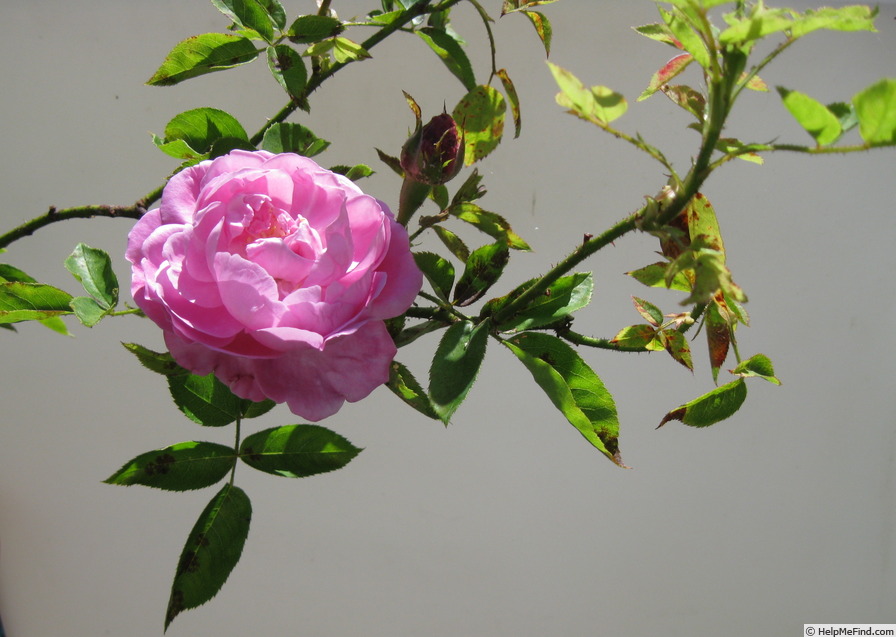 'Madame Elisa de Vilmorin' rose photo