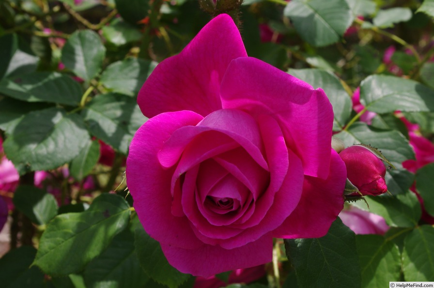 'Parkjuwel' rose photo