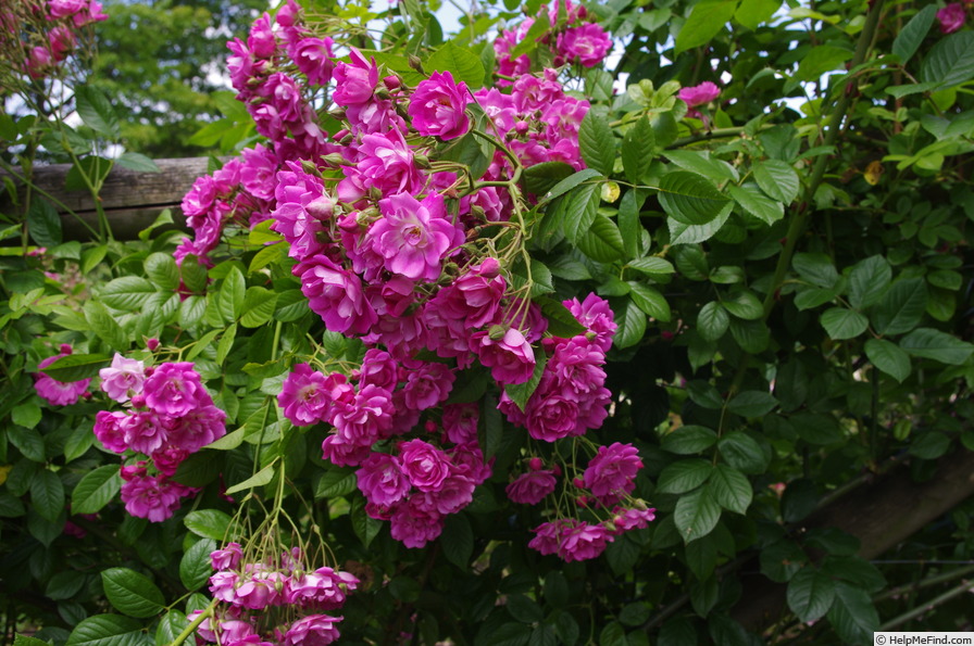 'Mrs. F. W. Flight' rose photo