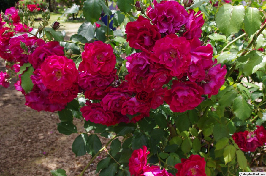 'Wilhelm' rose photo