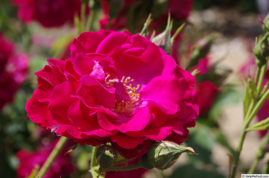 'Wilhelm' rose photo