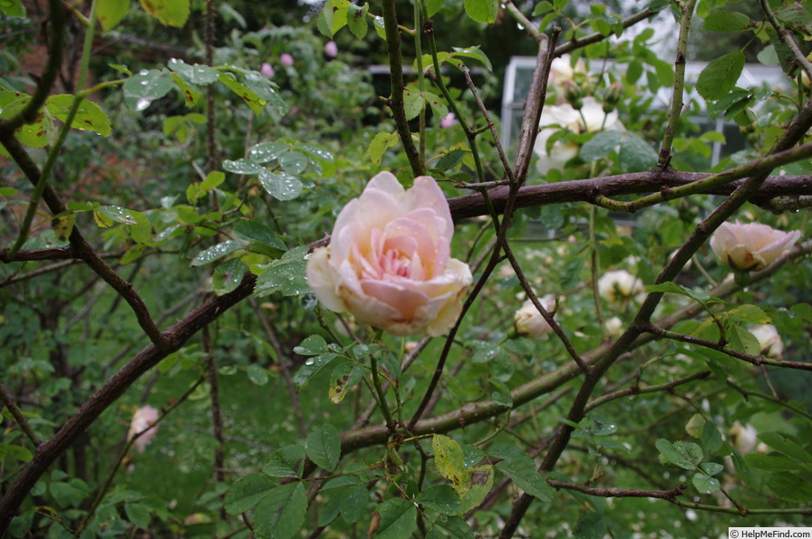 'Frühlingsduft (Hybrid Spinossima, Kordes, 1949)' rose photo