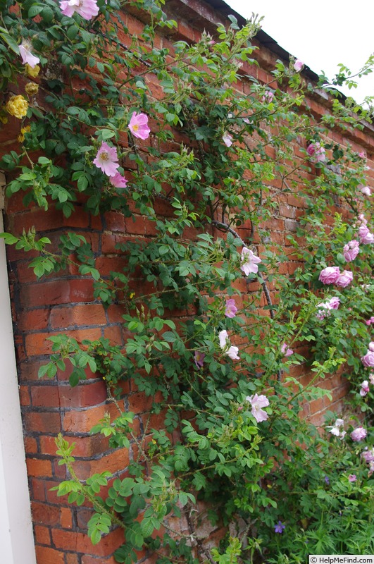 'Lady Curzon' rose photo