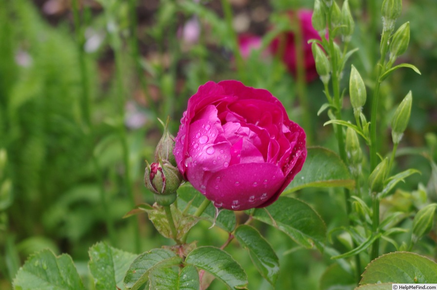 'Mrs. Anthony Waterer' rose photo