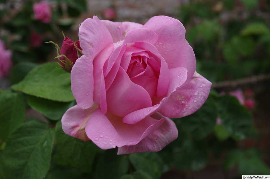 'Constance Spry' rose photo