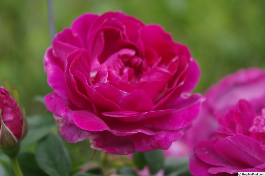 'Amadis (boursault, Laffay before 1826)' rose, click to enlarge 'Amadis (boursault, Laffay before 1826)' rose photo
