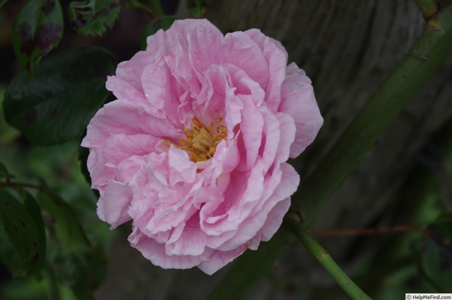 'Alida Lovett' rose photo