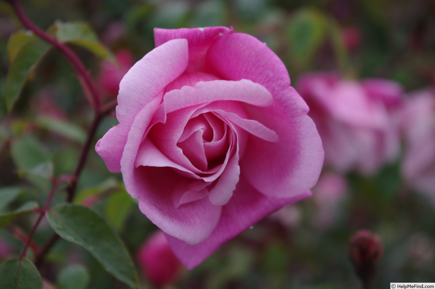 'Le Vésuve (china, Laffay, 1825)' rose photo