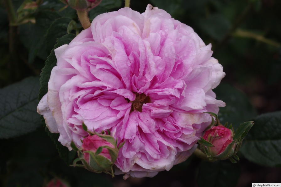 'Belle sans flatterie' rose photo