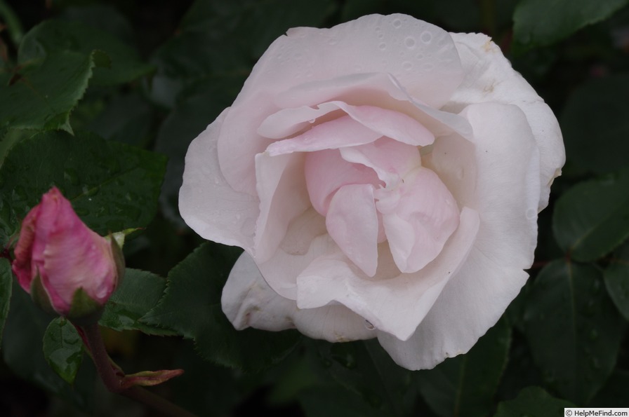 'Souvenir de St. Anne's' rose, click to enlarge 'Souvenir de St. Anne's' rose photo