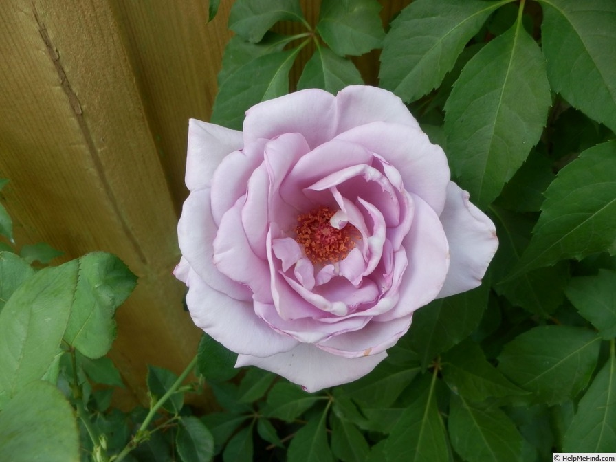 'Sissi Clg ® (cl. hybrid tea, Pekmez)' rose photo