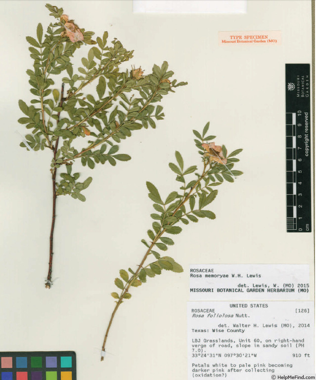 '<i>Rosa memoryae</i> W. H. Lewis' rose photo