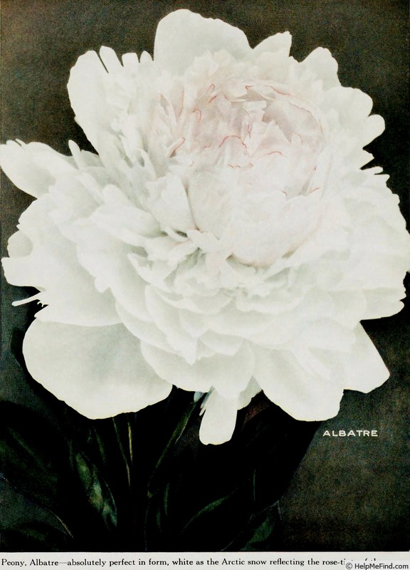 'Albâtre' peony photo