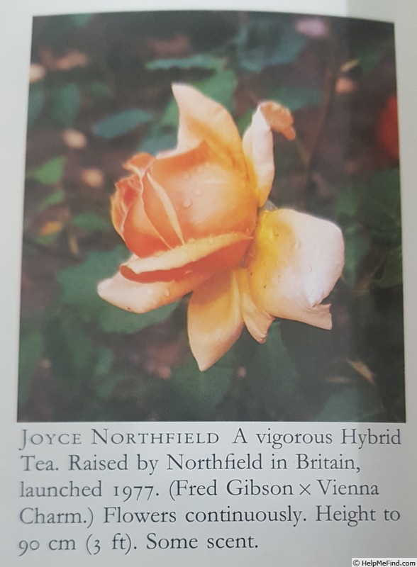 'Joyce Northfield' rose photo